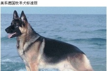 德国牧羊犬颜色分类